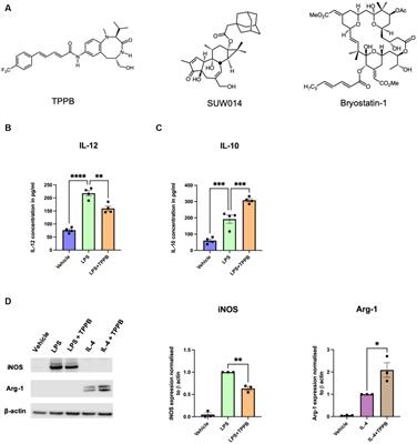 TPPB modulates PKC activity to attenuate neuroinflammation and ameliorate experimental multiple sclerosis